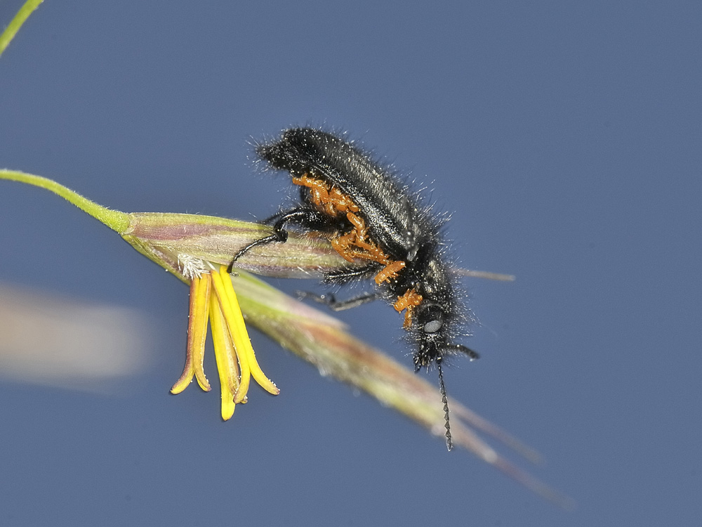 Enicopus pilosus con triungulini 2